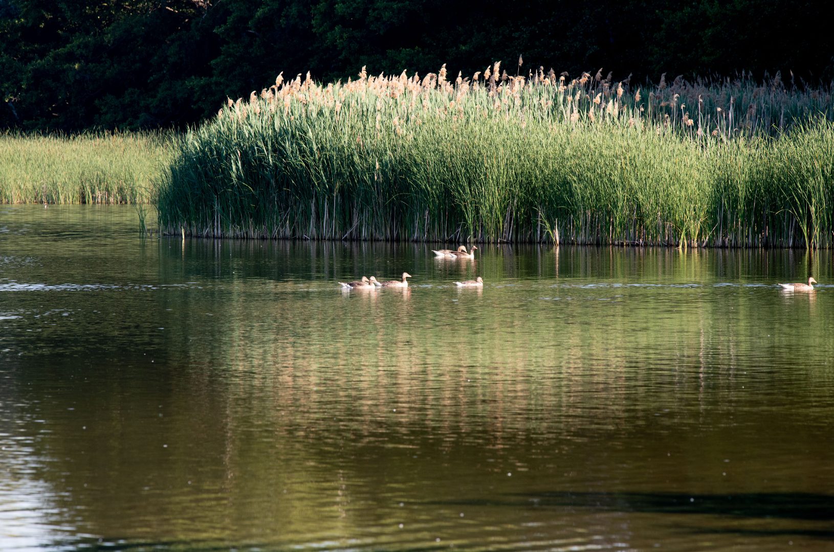 See Enten Wasser Schilf